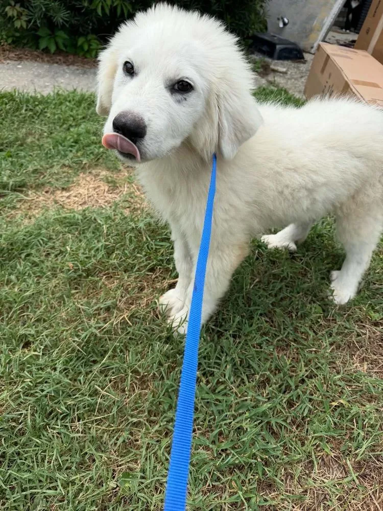 Marshmallow