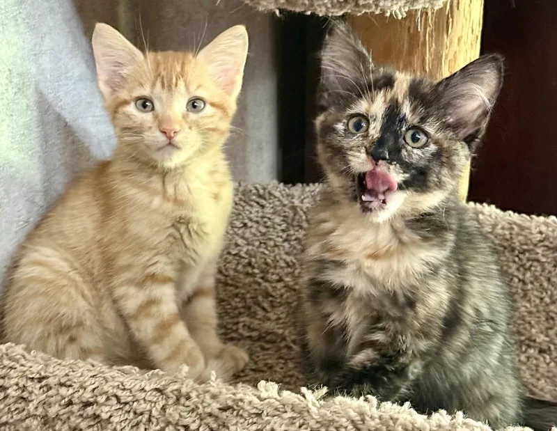 A baby medium-sized male Orange / Red Domestic Short Hair cat named Ollie and Mollie for adoption in Shawnee, KS