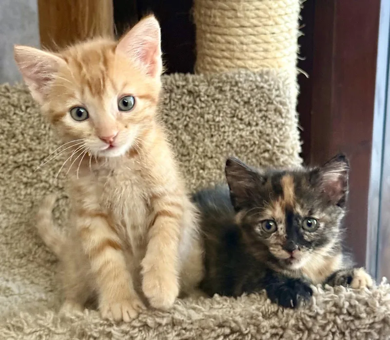 Ollie and Mollie thumbnail 2