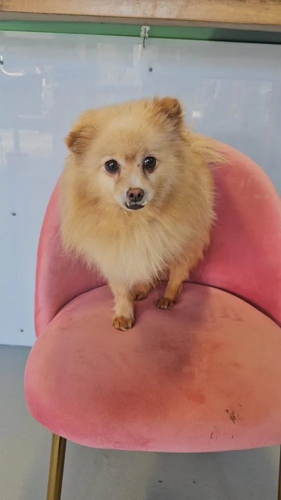 Seraphina thumbnail 3