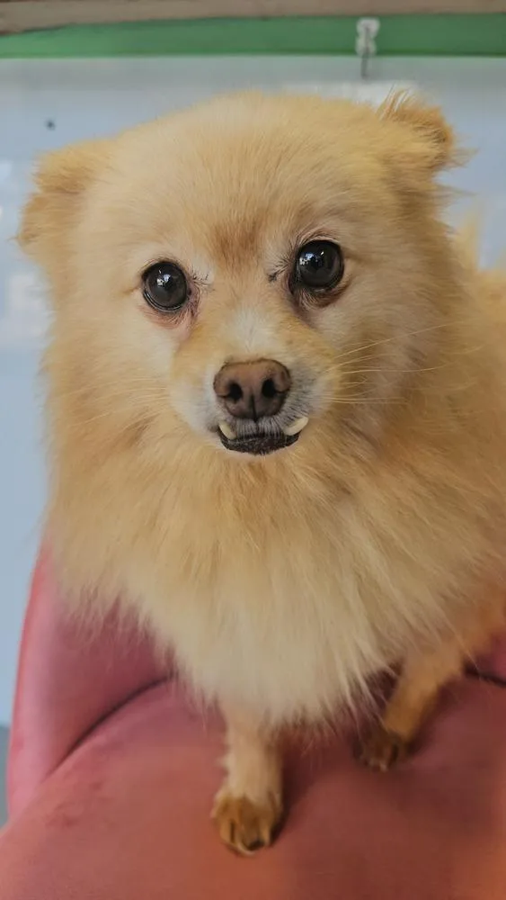 Seraphina thumbnail 4