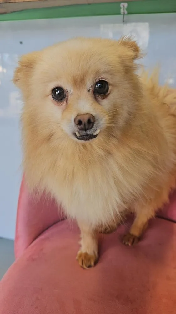 Seraphina thumbnail 6