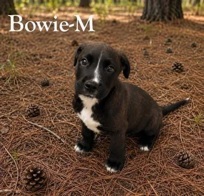 A baby large-sized male Labrador Retriever dog named Bowie for adoption in Morton Grove, IL