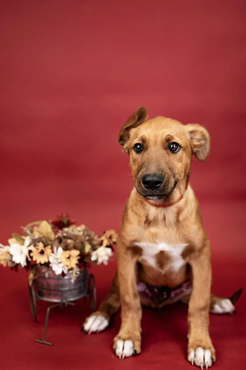 A baby large-sized male Australian Cattle Dog / Blue Heeler dog named 793-26 for adoption in Brighton, CO