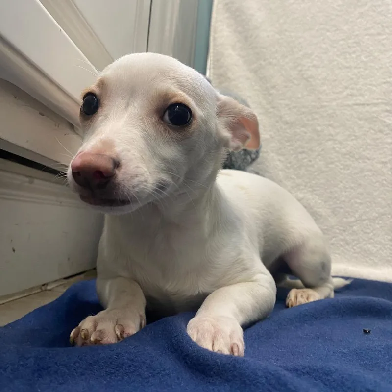 A baby small-sized male Chihuahua dog named Johnnie Walker for adoption in Fall River, MA