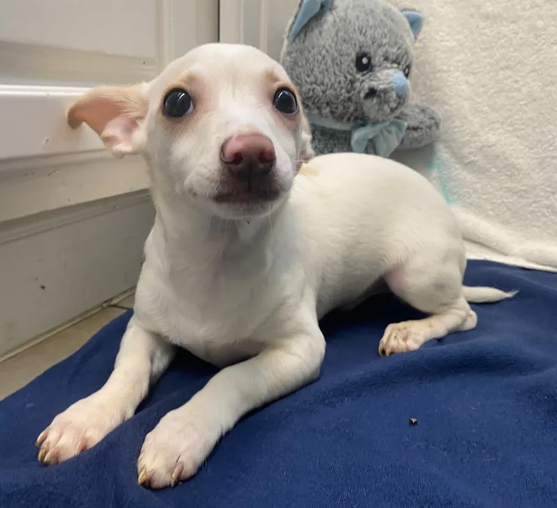 Johnnie Walker thumbnail 2