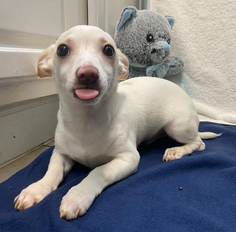 Johnnie Walker thumbnail 3