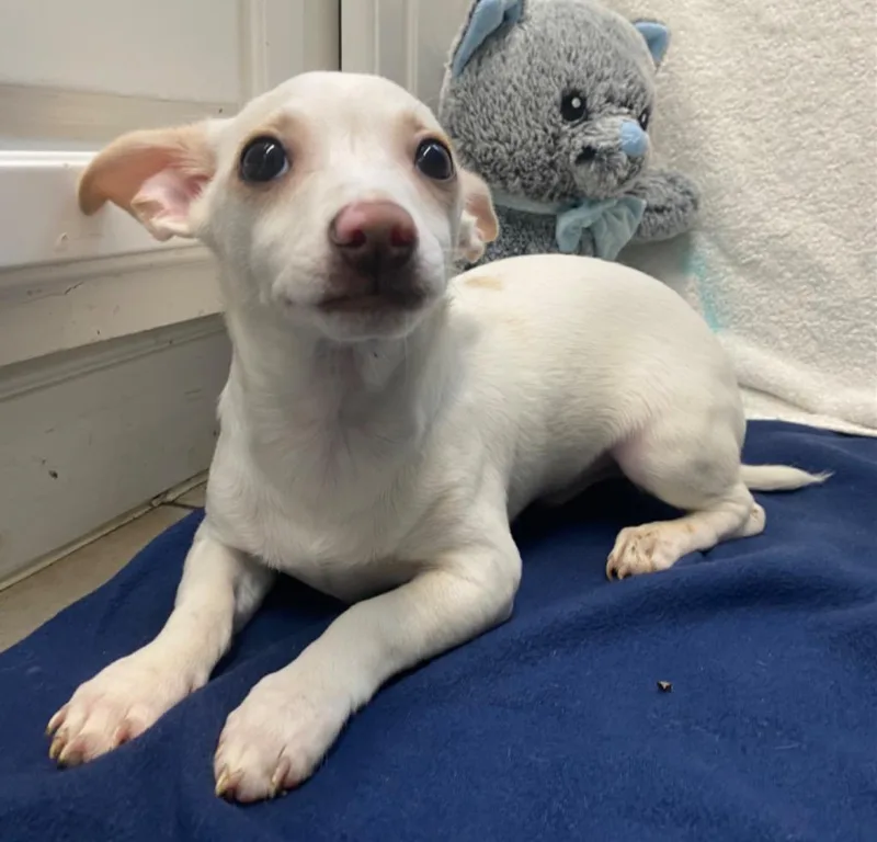 Johnnie Walker thumbnail 4