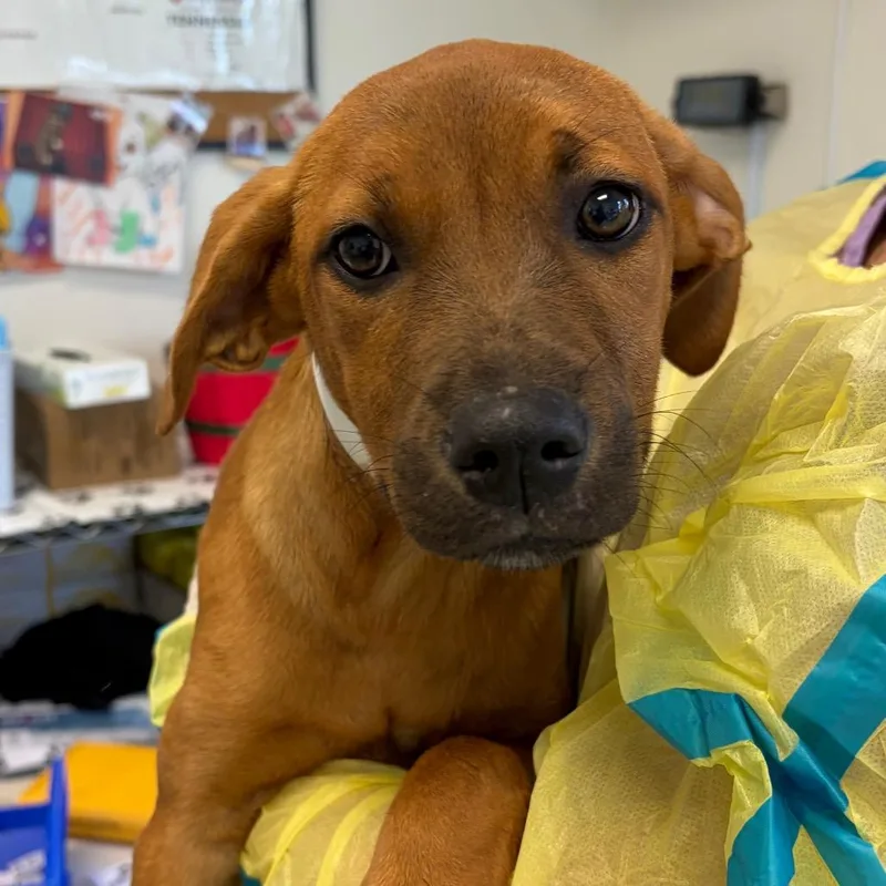A baby small-sized female Brown / Chocolate Boxer dog named Ferrari for adoption in Nashville, TN