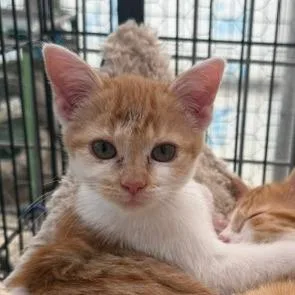 A baby small-sized female Orange / Red Domestic Short Hair cat named Dumpling for adoption in Taos, NM
