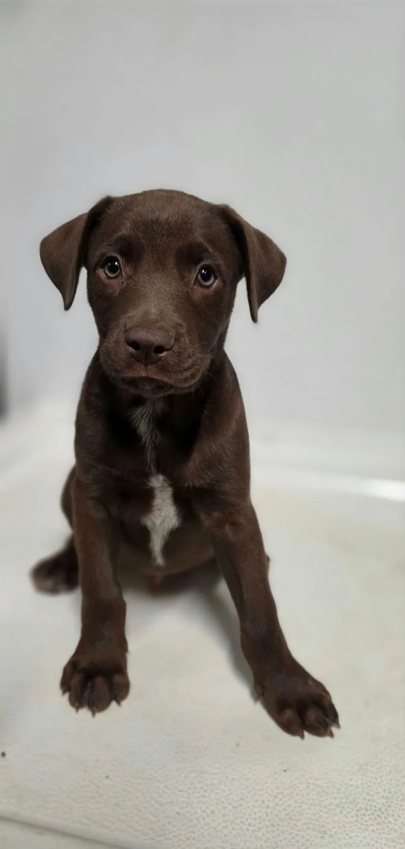 A baby medium-sized male Brown / Chocolate Mixed Breed dog named Buddy for adoption in BONIFAY, FL
