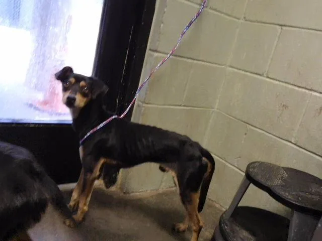 A young small-sized male German Shepherd Dog dog named Ash for adoption in Tulsa, OK