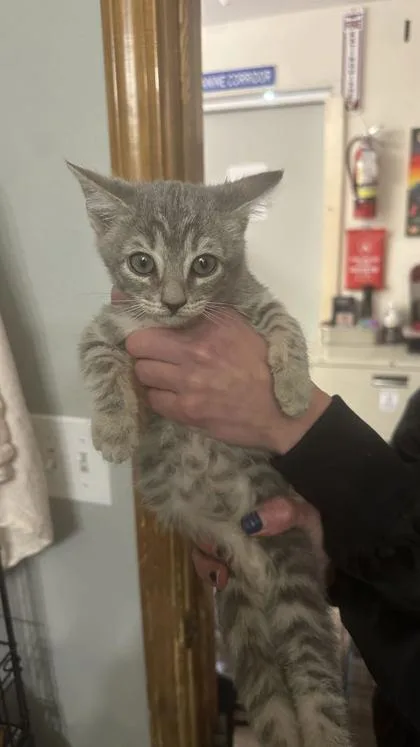 A baby small-sized female Domestic Short Hair cat named Ava for adoption in Divide, CO