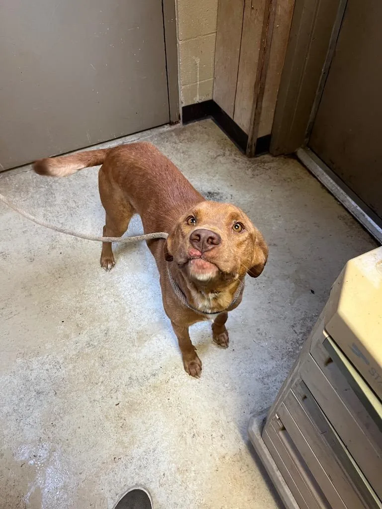 A young medium-sized male Labrador Retriever dog named Lyle for adoption in Benton, AR