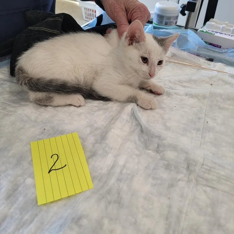 A baby large-sized female Domestic Medium Hair cat named Lucy for adoption in Grand Rapids, MN