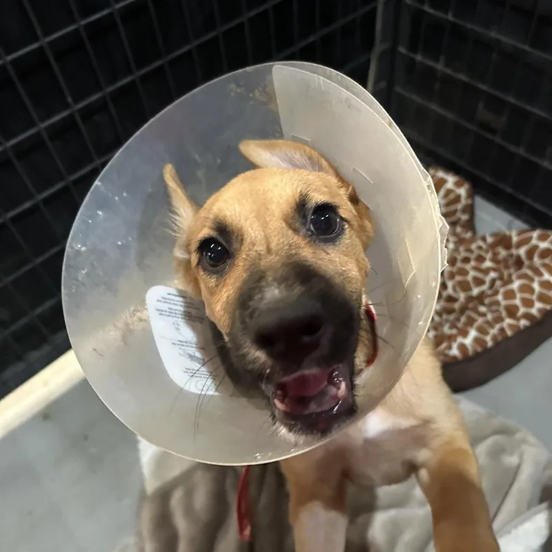 A baby medium-sized male Brown / Chocolate Mixed Breed dog named Hansel for adoption in Leander, TX
