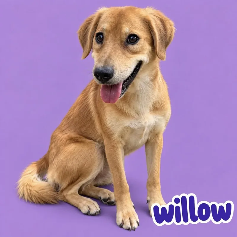 An adult medium-sized female Brown / Chocolate Retriever dog named Willow for adoption in Scottsdale, AZ