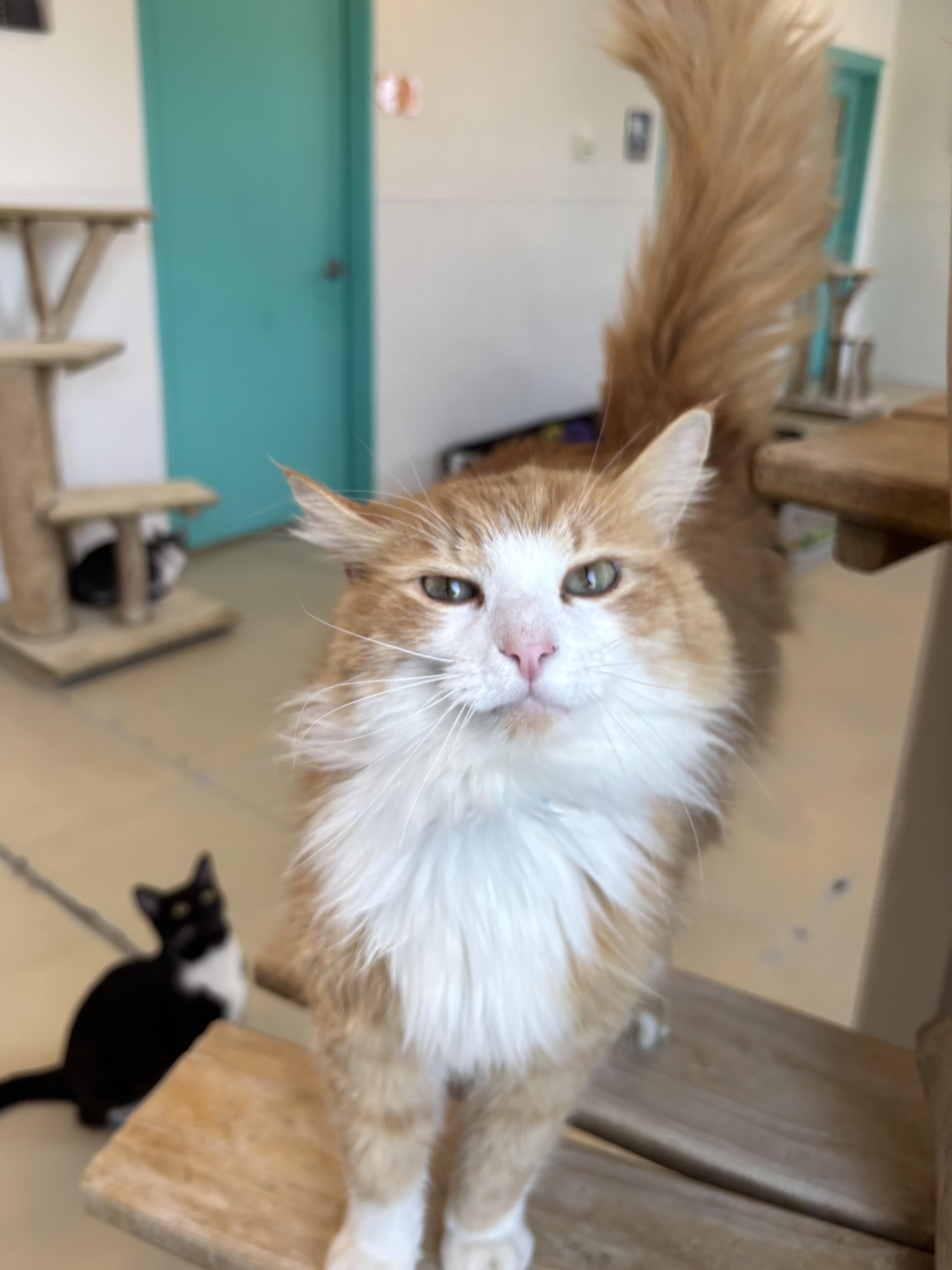 An adult medium-sized male Orange / Red Domestic Long Hair cat named Lucky for adoption in Chicago, IL