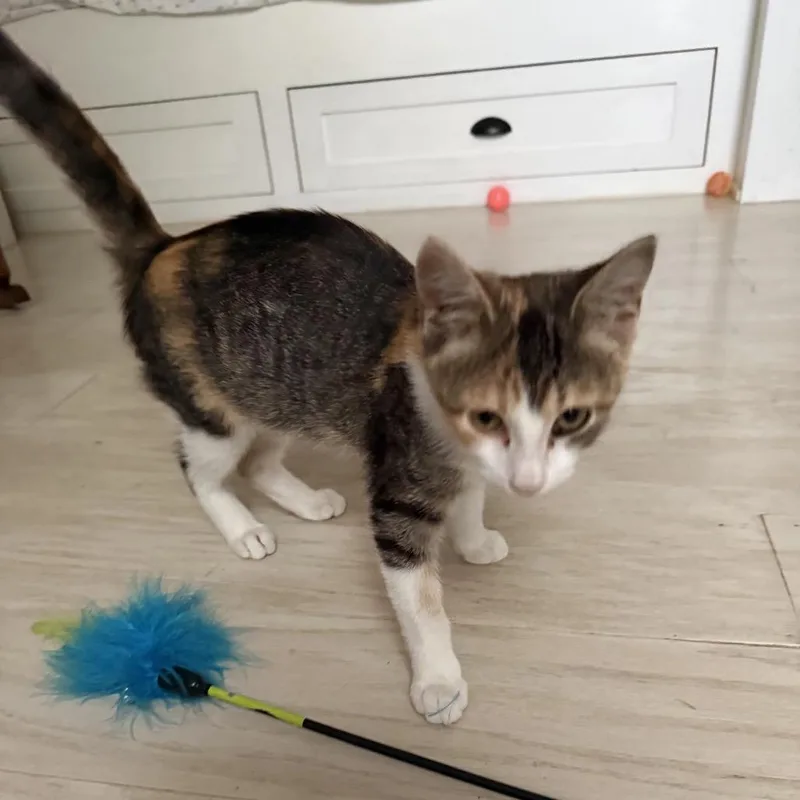 A baby small-sized female Calico Domestic Short Hair cat named Jellybean for adoption in Carmel, IN