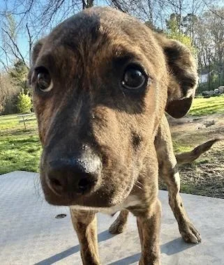 A baby medium-sized male Mountain Cur dog named Tito for adoption in Manchester, CT