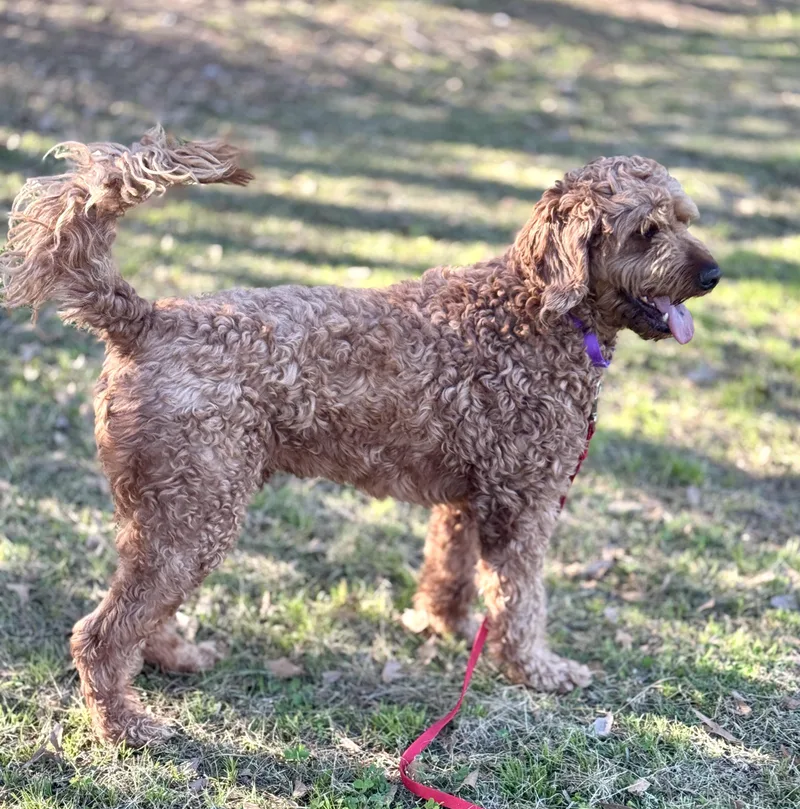 An adult medium-sized male Red / Chestnut / Orange Poodle dog named Ryder for adoption in Lucedale, MS