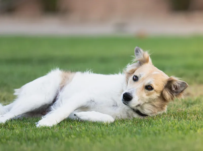 A young medium-sized female Saluki dog named Chico for adoption in New York, NY