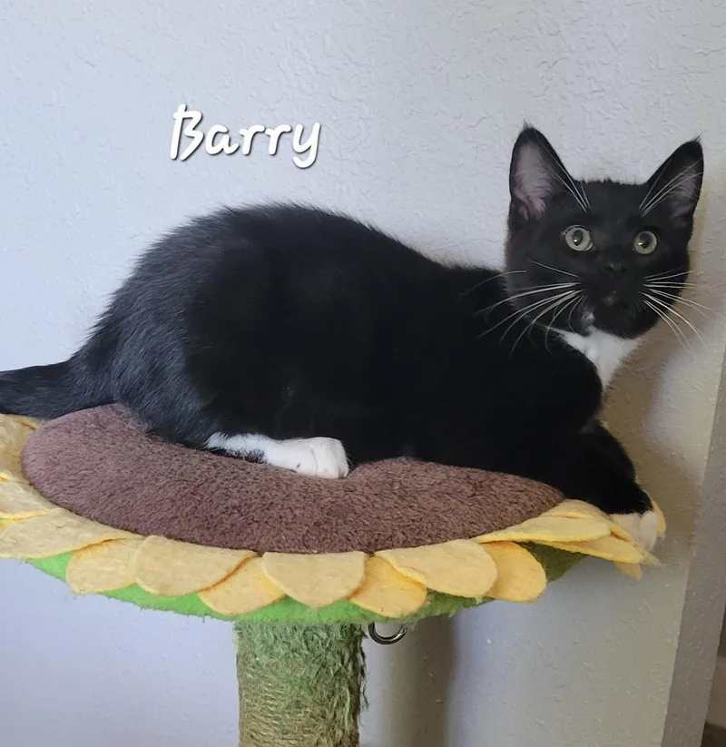 A baby medium-sized male Black & White / Tuxedo Domestic Short Hair cat named Barry for adoption in Ephrata, WA