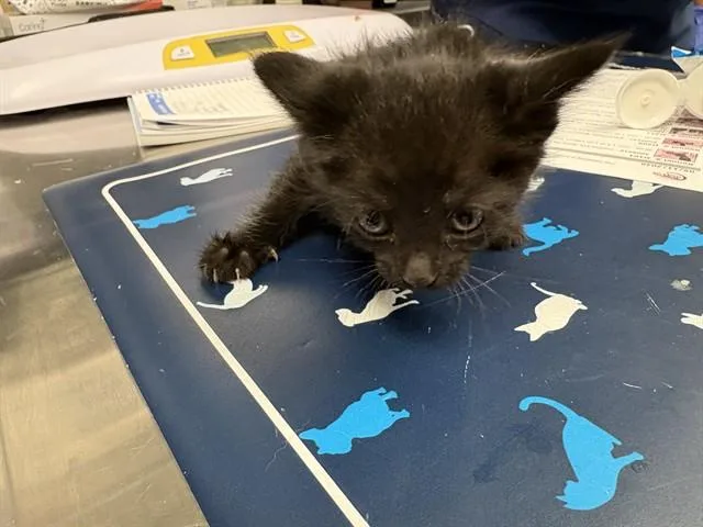 A baby small-sized female Domestic Short Hair cat named Elphaba for adoption in Ontario, CA
