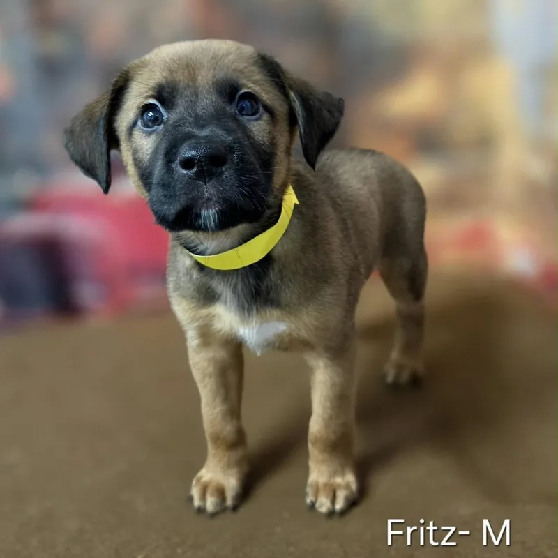 A baby medium-sized male Retriever dog named Fritz for adoption in Griswold, CT