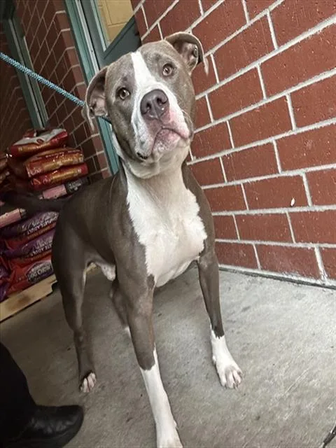 A young medium-sized male Pit Bull Terrier dog named Diesel for adoption in Wilmington, NC