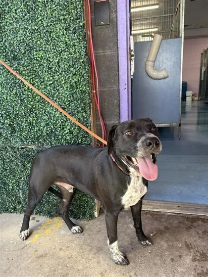A young large-sized male Black Labrador Retriever dog named Stealth for adoption in El Paso, TX