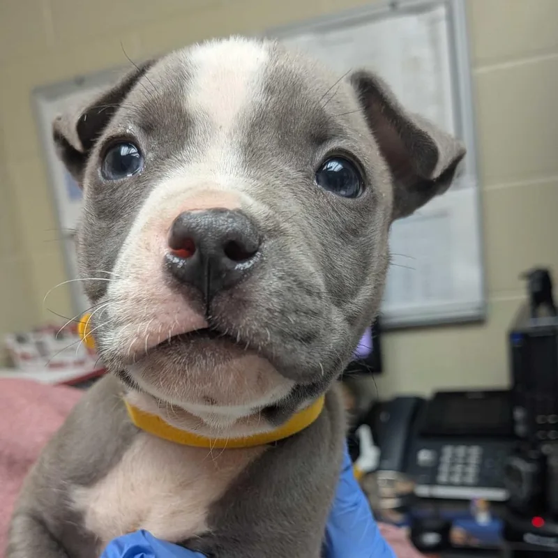 A baby small-sized male Gray / Blue / Silver Mixed Breed dog named Zeppelin for adoption in Columbus, GA