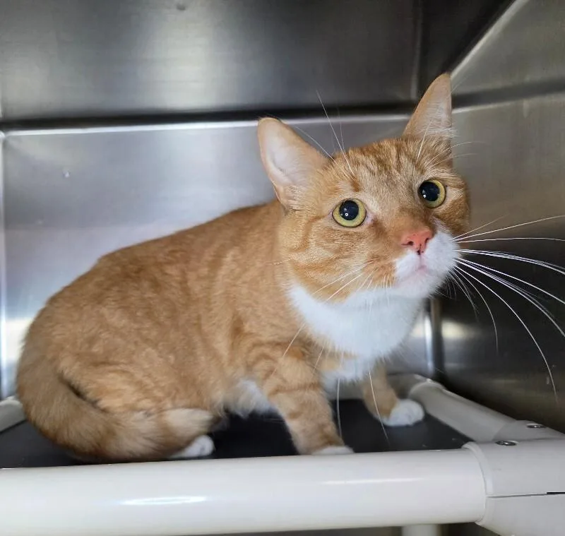 An adult medium-sized male Domestic Short Hair cat named Jessie for adoption in Roanoke, VA