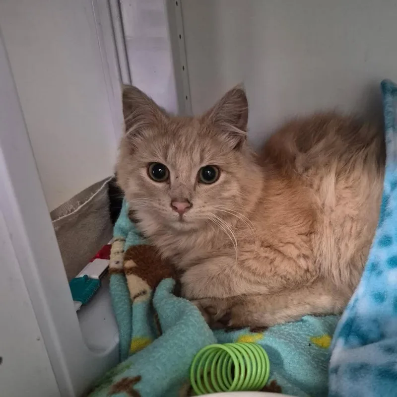 A young small-sized female Orange / Red Domestic Short Hair cat named Paige for adoption in Albert Lea, MN
