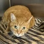 An adult medium-sized female Orange / Red Domestic Short Hair cat named Princess for adoption in Bridgewater, NJ