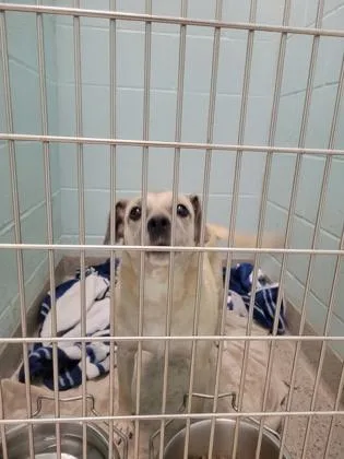 An adult small-sized female Parson Russell Terrier dog named Coffee for adoption in Fishers, IN