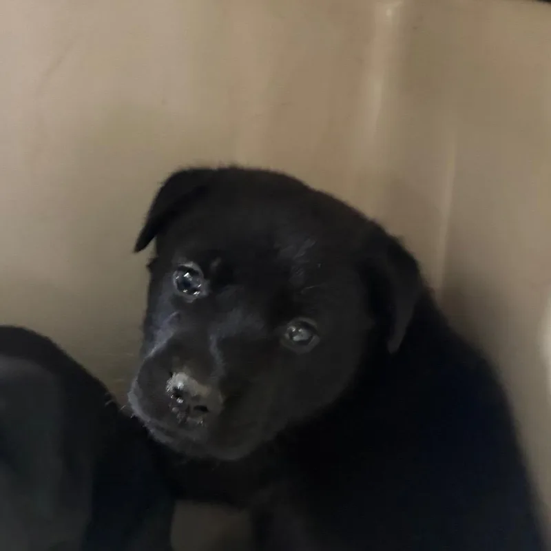 A baby small-sized male Black Terrier dog named Wilson for adoption in Montgomery, AL