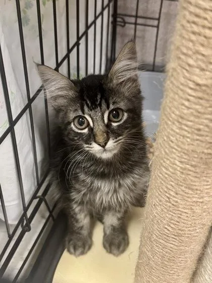A baby small-sized male Domestic Medium Hair cat named Dracula for adoption in Visalia, CA