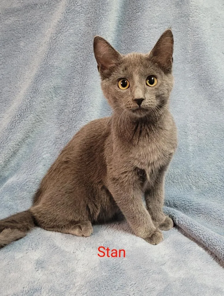 An adult medium-sized male Domestic Short Hair cat named Stan for adoption in Cedar Rapids, IA