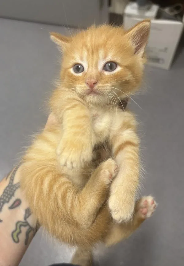 Charlie