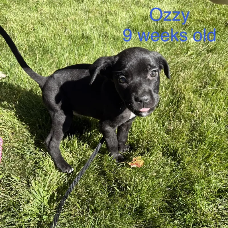 A baby medium-sized male Mixed Breed dog named Ozzy for adoption in Davisburg, MI