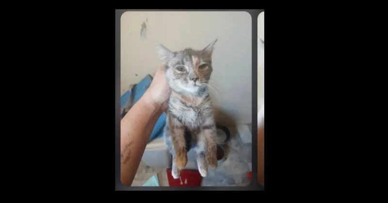 A young small-sized female Domestic Short Hair cat named Stormie for adoption in Thatcher, AZ