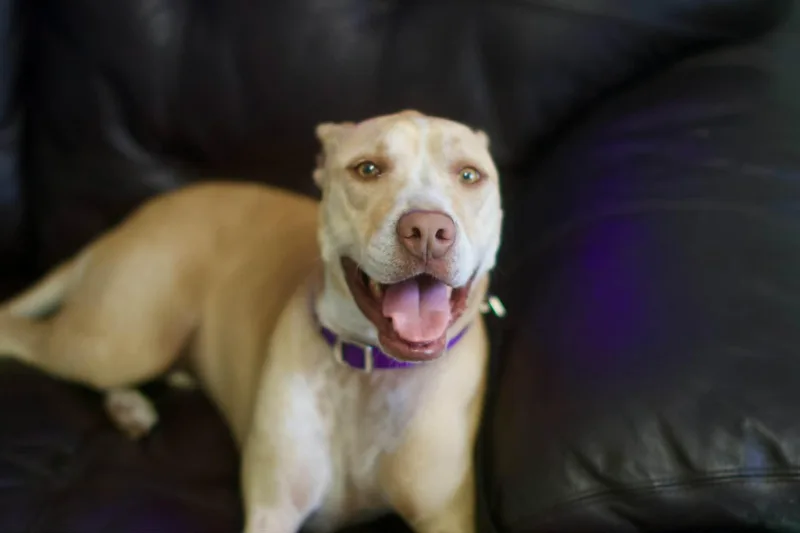 An adult medium-sized female Yellow / Tan / Blond / Fawn Mixed Breed dog named Marley for adoption in Umatilla, FL