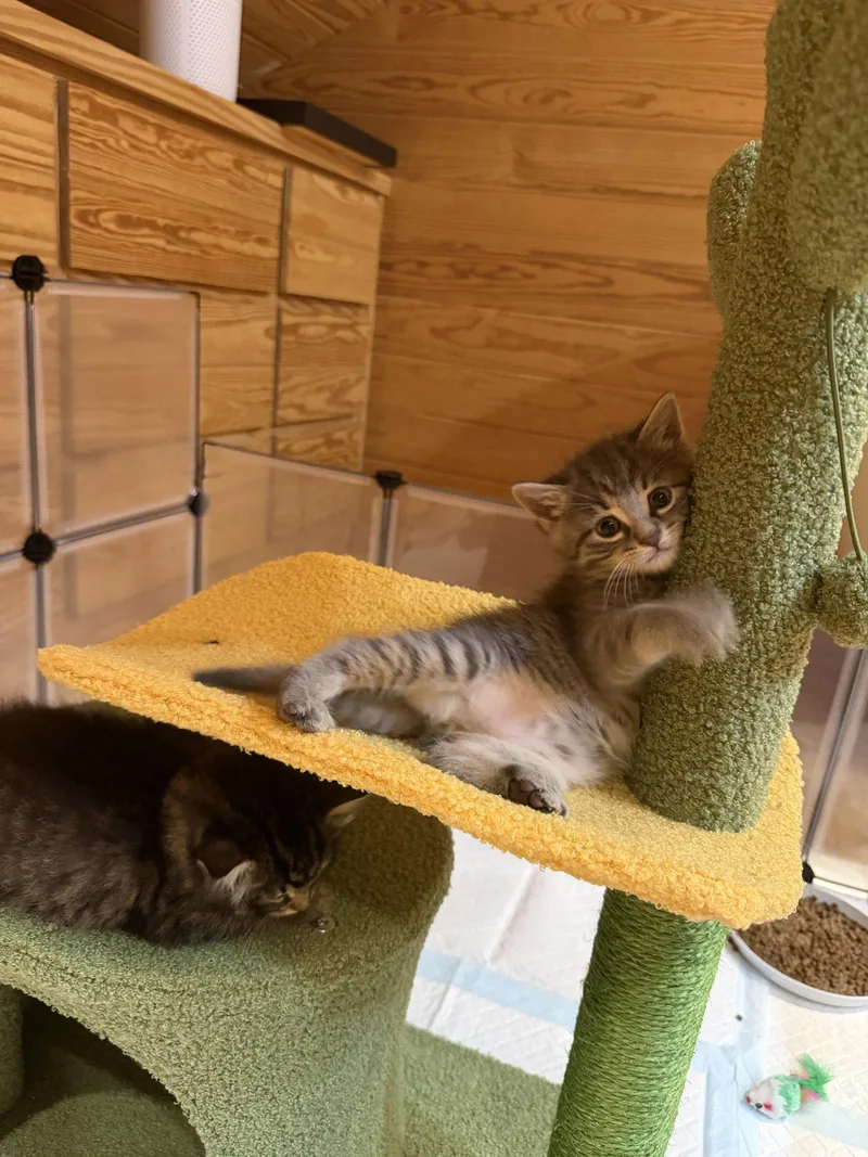 A baby medium-sized male Domestic Short Hair cat named Uriah for adoption in Buford, GA