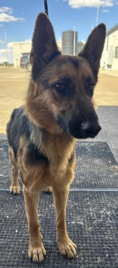 A young medium-sized female German Shepherd Dog dog named Lorelei for adoption in Moriarty, NM