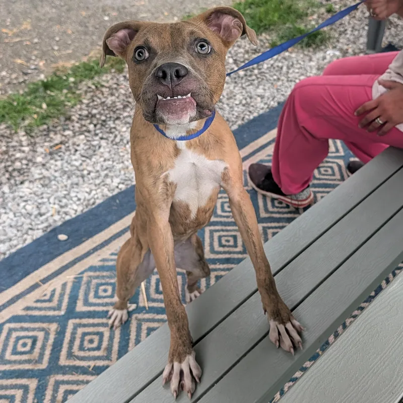 A young medium-sized female Brindle Boxer dog named Gypsy for adoption in Hazard, KY