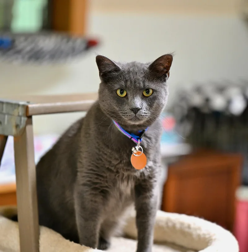 Mochi thumbnail 2