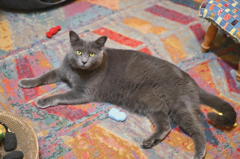 Mochi thumbnail 3