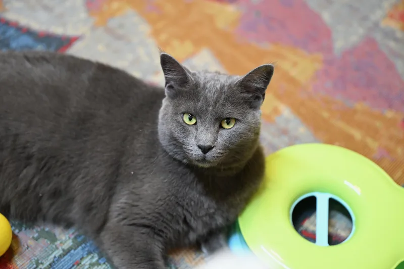 Mochi thumbnail 4