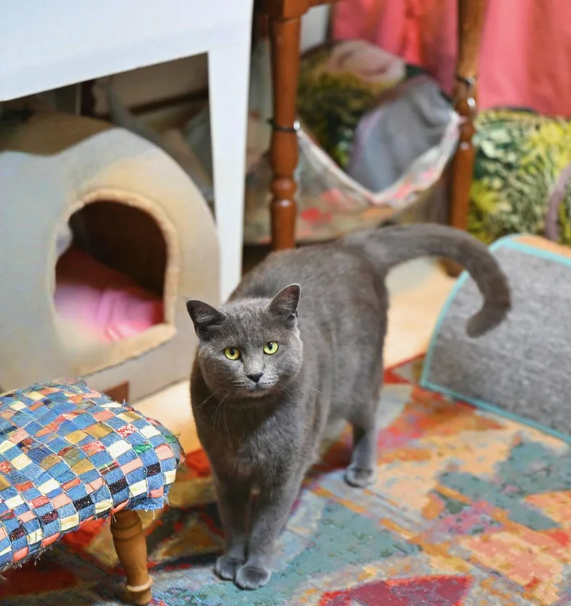 Mochi thumbnail 5